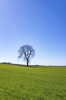 Feld mit jungen Nutzpflanzen und einem einzelnen kahlen Baum - SMAF000457