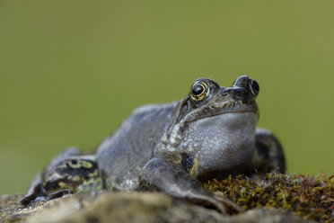 Porträt eines Frosches - MJOF001161