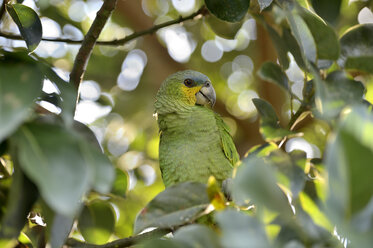 Brasilien, Para, Blaustirnamazone auf einem Baum sitzend - FLKF000691