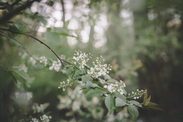 Kirschblüten, Prunus padus, im Frühling - ASCF000576