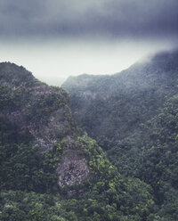 spanien, Kanarische Inseln, Los Tilos, Lorbeerwald und Nebel - DWIF000714