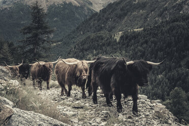 Italy, Lombardy, Chiareggion, Cattle Drive , Highland Cattles - DWIF000718