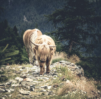 Italy, Lombardy, Chiareggion, Cattle Drive, Highland Cattle and horse - DWIF000725