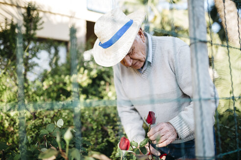 Senior man cutting rose in the garden - JRFF000571