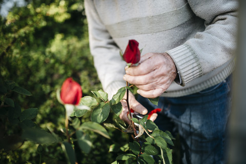 Älterer Mann beim Rosenschneiden im Garten, Nahaufnahme, lizenzfreies Stockfoto