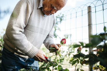 Älterer Mann beim Rosenschneiden im Garten - JRFF000573