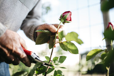 Die Hand eines älteren Mannes schneidet eine Rose im Garten, Nahaufnahme - JRFF000574