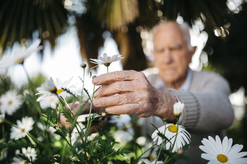 Die Hand eines älteren Mannes pflückt Blumen im Garten - JRFF000578