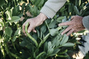 Hands of senior man picking beans in his garden - JRFF000584