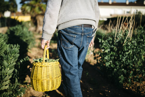 Back view of senior man carrying basket with harvested beans - JRFF000586