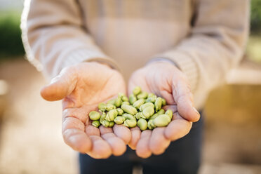 Hands of senior man holding peeled beans - JRFF000589