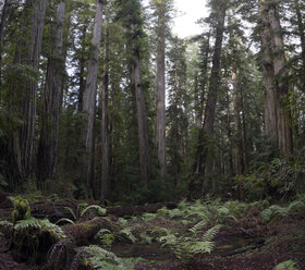 USA, California, Redwood National Park, Redwood - STCF000205