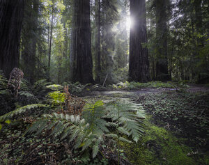 USA, Kalifornien, Redwood-Nationalpark, Redwood - STCF000217
