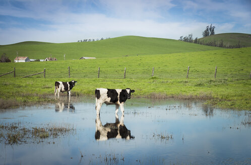 USA, Kalifornien, Kühe im Wasser stehend - STCF000224