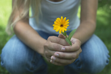 Hands of woman holding pot marigold - CRF002748