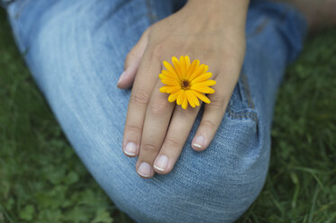 Hand of woman with blossom of pot marigold - CRF002749