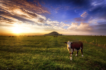 Scotland, East Lothian, field with cow - SMAF000458