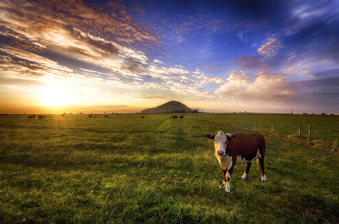 Schottland, East Lothian, Feld mit Kuh - SMAF000458