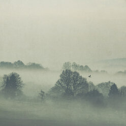 Gernany, North Rhine-Westphalia, Morning fog over fields - DWIF000731