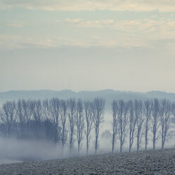 Gernany, North Rhine-Westphalia, Morning fog over fields - DWIF000732