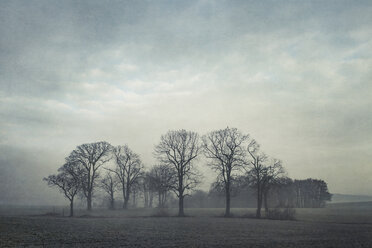 Gernany, North Rhine-Westphalia, Group of trees in morning fog - DWIF000733