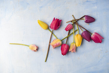 Verschiedene Tulpen auf hellblauem Grund - MYF001460