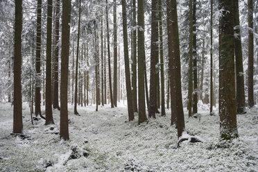 Schneebedeckter Wald - WWF003989
