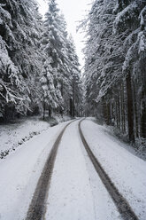 Reifenspuren auf schneebedecktem Waldweg - WWF003990