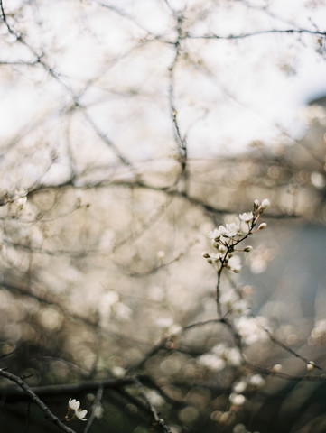 Twig of blossoming plum tree stock photo