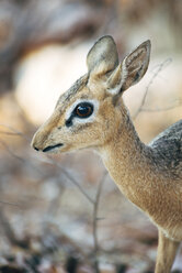 Namibia, Etosha-Nationalpark, Porträt eines Dikdik-Weibchens - GEMF000886