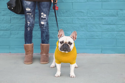 Porträt einer französischen Bulldogge mit gelbem Strickpullover - RTBF000173