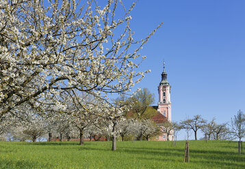 Deutschland, Birnau, Basilika Birnau, blühender Kirschbaum im Vordergrund - SIEF007005