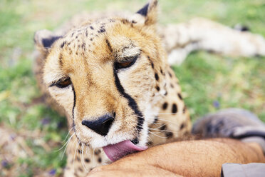 Namibia, Kamanjab, zahmer Gepard leckt das Bein eines Mannes - GEMF000889