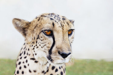 Namibia, Kamanjab, Porträt eines zahmen Geparden - GEMF000892