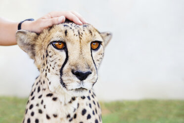 Namibia, Kamanjab, Männerhand streichelt einen zahmen Geparden - GEMF000893