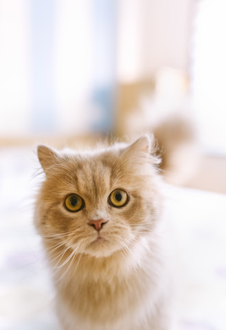 Portrait of light brown cat stock photo