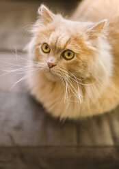 Porträt einer hellbraunen Katze zu Hause - MGOF001815