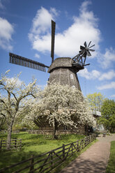 Deutschland, Berlin-Britz, Windmühle und blühende Kirschenbäume - ASCF000580