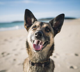 Porträt eines Mischlings am Strand - RAEF001138