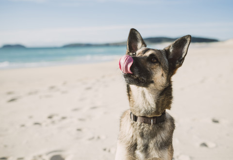 Porträt eines Mischlings am Strand, lizenzfreies Stockfoto