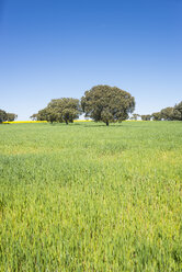 Spanien, Salamanca, Frühling, blauer Himmel über grünen Feldern - EPF000084