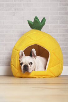 Französische Bulldogge, die in ihrem Bett in Form einer Ananas liegt - RTBF000180