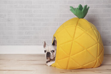 French bulldog lying in his bed shaped like pineapple - RTBF000181