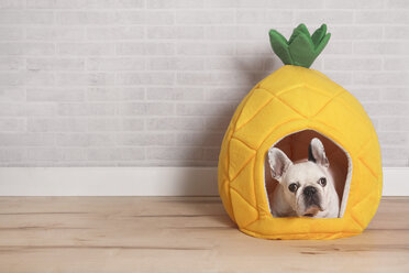 Französische Bulldogge, die in ihrem Bett in Form einer Ananas liegt - RTBF000182