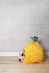 French bulldog sleeping in his bed shaped like pineapple - RTBF000183