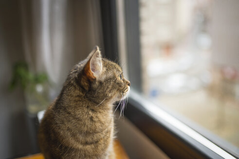Getigerte Katze schaut durch das Fenster - EPF000085