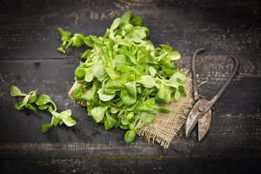 Fresh lamb's lettuce on jute and pruner - MAEF011496