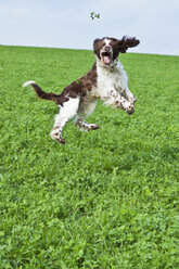 Englischer Springer Spaniel springt auf einer Wiese in die Luft - MAEF011499