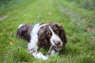 Englischer Springer Spaniel auf einer Wiese liegend und an einem Ast kauend - MAEF011506