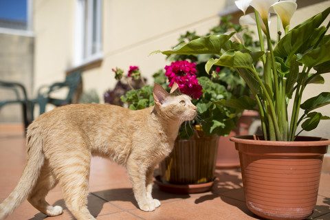 Katze auf einer Terrasse mit Topfpflanzen an einem sonnigen Tag, lizenzfreies Stockfoto
